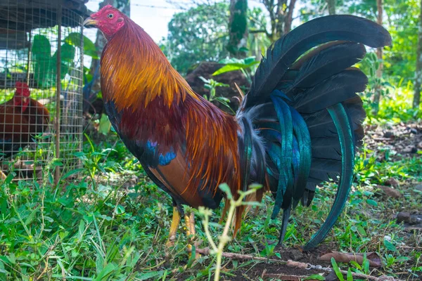 Fighting rooster trained in Panama and with colorful feathers