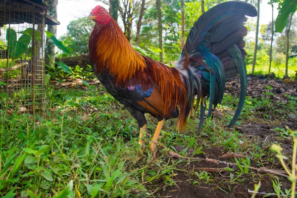 파나마에서 훈련받은 형형색색의 깃털로 싸우는 — 스톡 사진