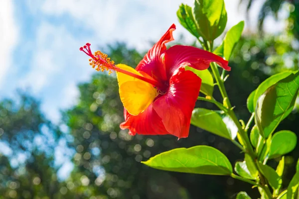 Piękny Czerwony Hibiskus Kwiat Zajazd Jest Motyl Rodzaju Phoebis — Zdjęcie stockowe