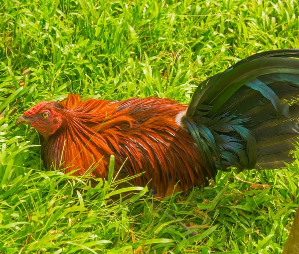 Combat Coq Formé Panama Avec Des Plumes Colorées — Photo