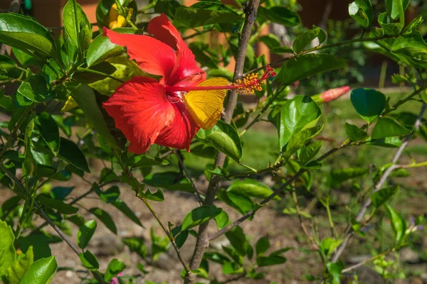 Piękny Czerwony Hibiskus Kwiat Zajazd Jest Motyl Rodzaju Phoebis — Zdjęcie stockowe