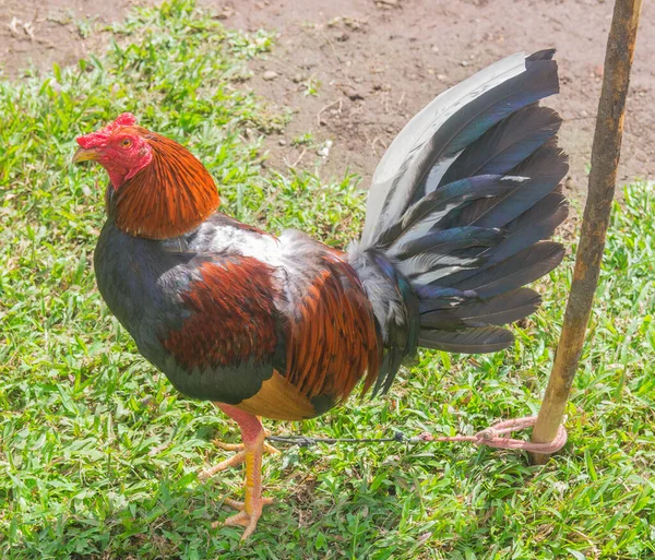 Galo Combate Treinado Panamá Com Penas Coloridas — Fotografia de Stock