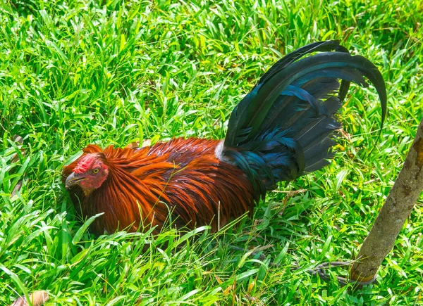 在巴拿马训练的 羽毛斑斓的斗鸡 — 图库照片