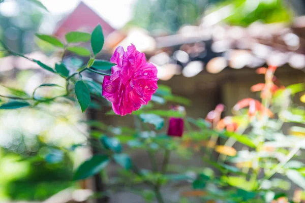 Piękna Róża Kwitnąca Ogrodzie Tropikalnym Klimatem — Zdjęcie stockowe