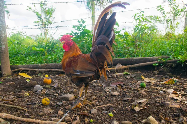 파나마에서 훈련받은 형형색색의 깃털로 싸우는 — 스톡 사진