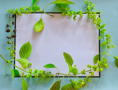 Yeşil yapraklar çerçevesi, doğa ve ekoloji kavramı için. Davetiye kartları ve düşünceler için arkaplan