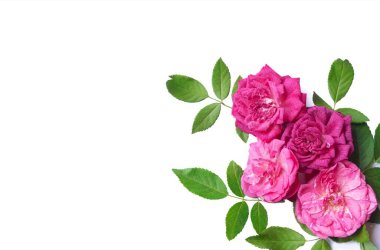 Yeşil yapraklı pembe güller ve beyaz bir arka plan. Web tasarımı için poster, hediye kartları, Sevgililer Günü, düğünler, doğum günleri, Uluslararası Kadınlar Günü, 8 Mart, Anneler Günü.