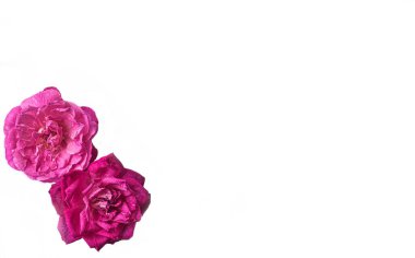 Yeşil yapraklı pembe güller ve beyaz bir arka plan. Web tasarımı için poster, hediye kartları, Sevgililer Günü, düğünler, doğum günleri, Uluslararası Kadınlar Günü, 8 Mart, Anneler Günü.