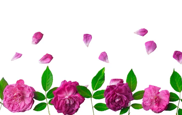 Pink Roses Green Leaves White Background Poster Web Design Gift — Stock Photo, Image