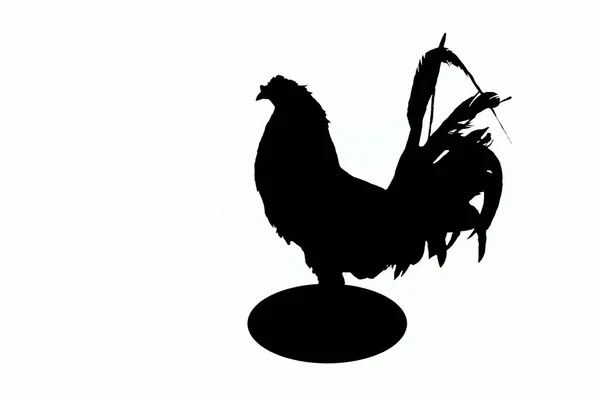 Rooster Silhouette White Background — Stock Photo, Image