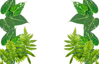 Beyaz arkaplanda yeşil yapraklar var. Web tasarımı için poster, hediye kartları, davetiyeler. Doğa ve ekoloji kavramı