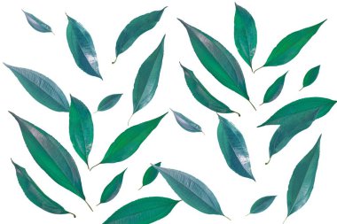 Beyaz arkaplanda yeşil yapraklar var. Web tasarımı için poster, hediye kartları, davetiyeler. Doğa ve ekoloji kavramı