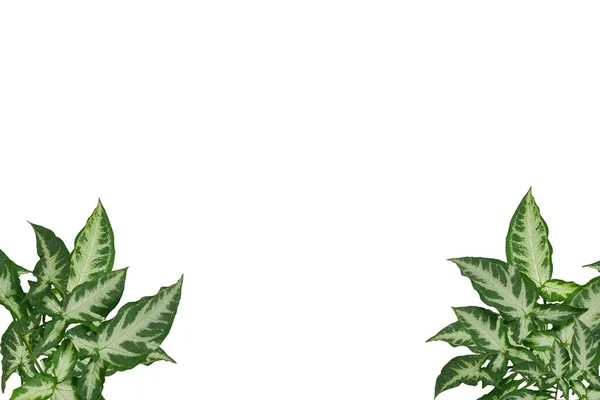 白い背景に緑の葉のフレーム ウェブデザイン ギフトカード 招待状のポスター 自然と生態学の概念 — ストック写真