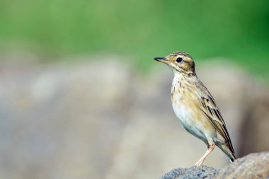 Oriental Skylark Yakından bakıldığında