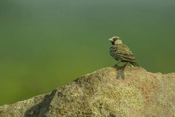 Ashy Crowned Sparrow Lark Closeup View — Stock Photo, Image