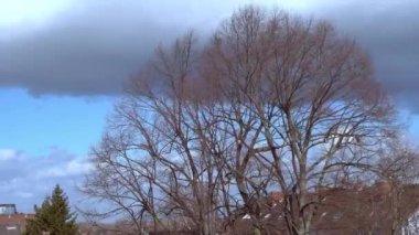 Şiddetli rüzgar arka planda fırtınalı bulutlar olan çıplak bir ağacı hareket ettiriyor. Bonn, Kuzey RhineWestphalia, Almanya. Baharın başlarında güçlü rüzgarlar. Fırtına öncesi sessizlik.