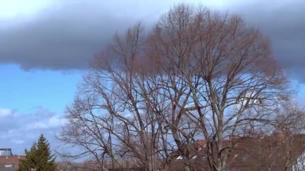 Vent Fort Déplaçant Arbre Avec Des Nuages Orageux Arrière Plan — Video