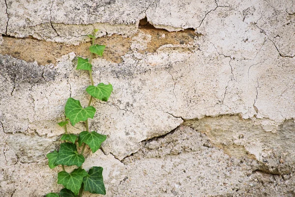 Ivy crawling up a stone wall — Stock Photo, Image