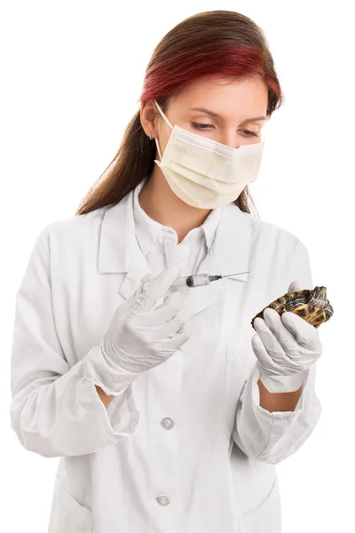 Veterinário jovem examinando uma tartaruga de estimação — Fotografia de Stock