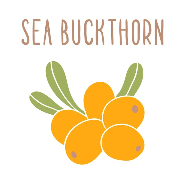 Sea buckthorn superfood — Stock Vector