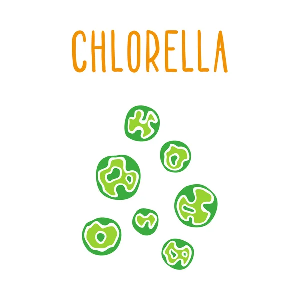 Chlorella. - Stok Vektor