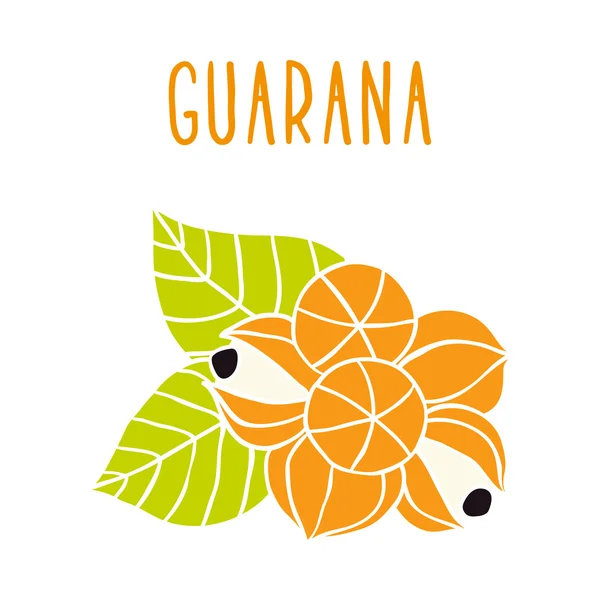 Guarana. - Stok Vektor