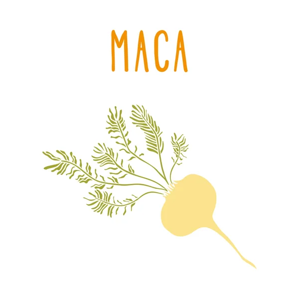 MACA wortel. — Stockvector