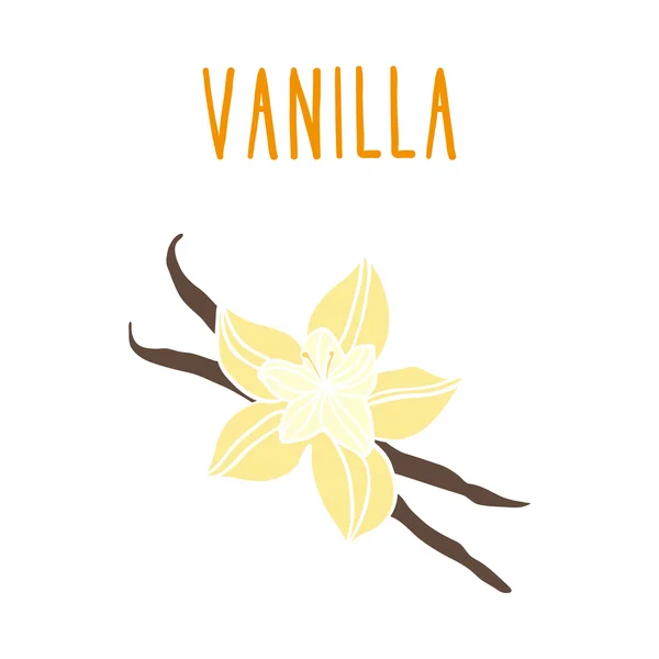 Haricots vanille . — Image vectorielle