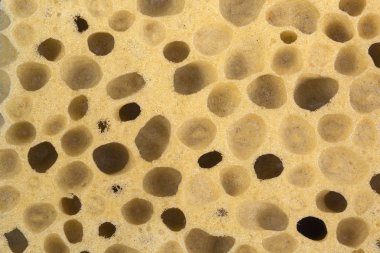 sünger doku arka plan