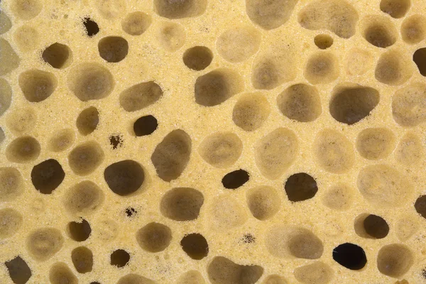 Sponge texture — Stock Photo © Zodchiy #1253187