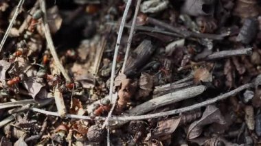 Karınca tepesinde çalışan karıncalar.