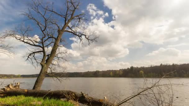 Dub na břehu řeky. timelapse. — Stock video