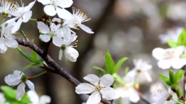 Kayısı meyve ağacı dalı ile çiçek çiçeklenme