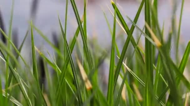 carex vert, roseaux et herbe se balançant dans le vent sur le lac .