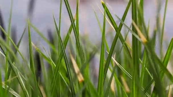 Green sedges, reeds and grass swaying in the wind on the lake. — Stock Video