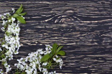 Kiraz ahşap tahta üzerinde Şubesi çiçeklenme.