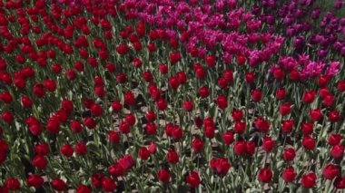 çiçek açan kırmızı ve mor laleler alan