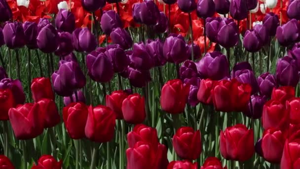 Fält av rött och lila tulpaner blommar — Stockvideo