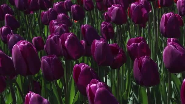Gebied van paarse tulpen in bloei — Stockvideo