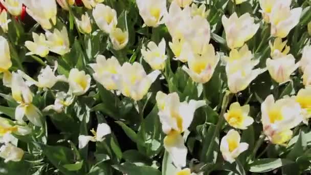 Veld van licht-gele tulpen in bloei — Stockvideo