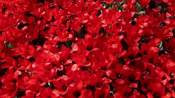 Feld der blühenden roten Tulpen — Stockvideo