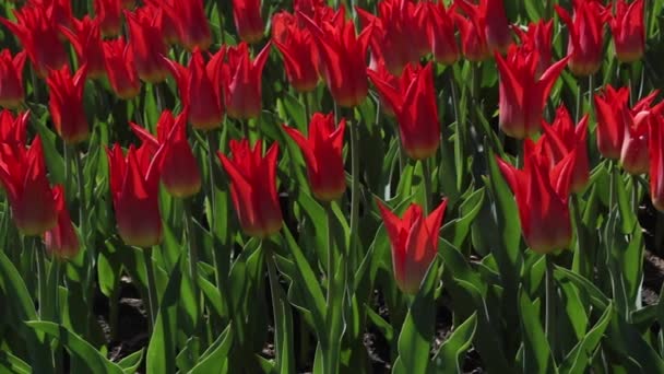 Feld der blühenden roten Tulpen — Stockvideo