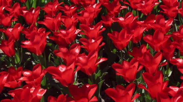 Gebied van rode tulpen bloeien — Stockvideo