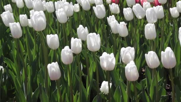 Gebied van witte tulpen bloeien — Stockvideo