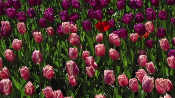 pole růžové a fialové tulipány kvetoucí