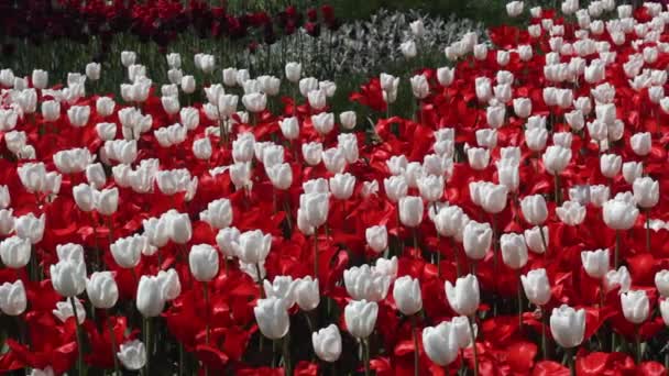 Fältet av röda och vita tulpaner blommar — Stockvideo