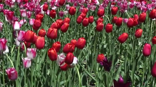 Gebied van rood en roze tulpen in bloei — Stockvideo