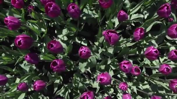 Feld der lila Tulpen blüht — Stockvideo