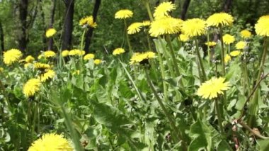 Bahar alan. Karahindiba çiçekler.