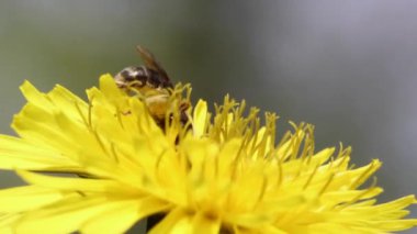 Arı karahindiba nektar toplar